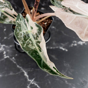 Alocasia 'Comet' Pink Variegated (wk39-U93)