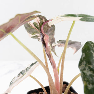 Alocasia 'Comet' Pink Variegated (wk34-U43)
