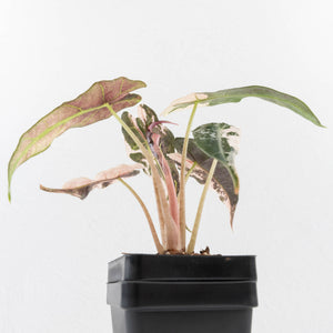 Alocasia 'Comet' Pink Variegated (wk34-U43)