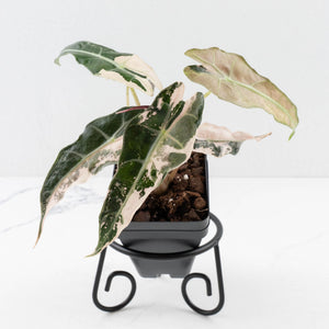 Alocasia 'Comet' Pink Variegated (wk34-U43)