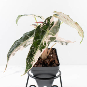 Alocasia 'Comet' Pink Variegated (wk34-U43)