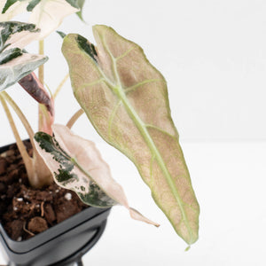 Alocasia 'Comet' Pink Variegated (wk34-U43)