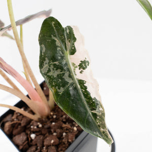 Alocasia 'Comet' Pink Variegated (wk34-U43)