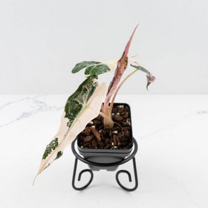 Alocasia 'Comet' Pink Variegated (wk34-U44)