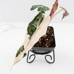 Alocasia 'Comet' Pink Variegated (wk34-U44)