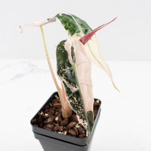 Alocasia 'Comet' Pink Variegated (wk34-U44)