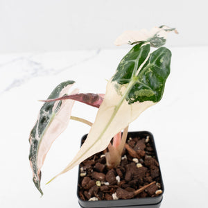 Alocasia 'Comet' Pink Variegated (wk34-U44)