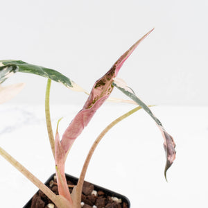 Alocasia 'Comet' Pink Variegated (wk34-U44)