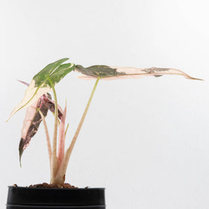 Alocasia 'Comet' Pink Variegated (wk34-U44)