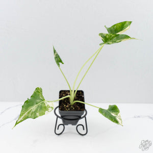 Alocasia 'Crinkles' Albo variegated (wk26-UI)