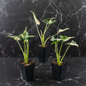 Alocasia 'Crinkles' Albo Variegated