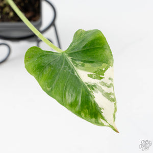 Alocasia 'Crinkles' Albo variegated (wk26-UI)