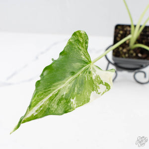Alocasia 'Crinkles' Albo variegated (wk26-UI)