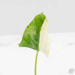 Alocasia 'Crinkles' Albo variegated (wk26-UI)