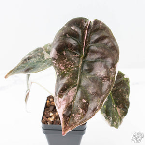 Alocasia 'Cuprea' Pink/Albo Variegated (wk21-G)