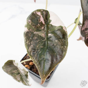 Alocasia 'Cuprea' Pink/Albo Variegated (wk21-G)