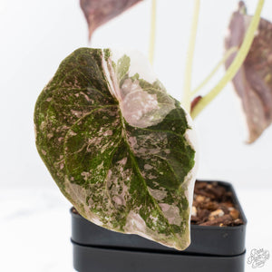 Alocasia 'Cuprea' Pink/Albo Variegated (wk21-G)