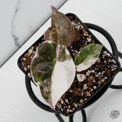 Alocasia 'Cuprea' Albo/Pink Variegated *Grower's Choice*
