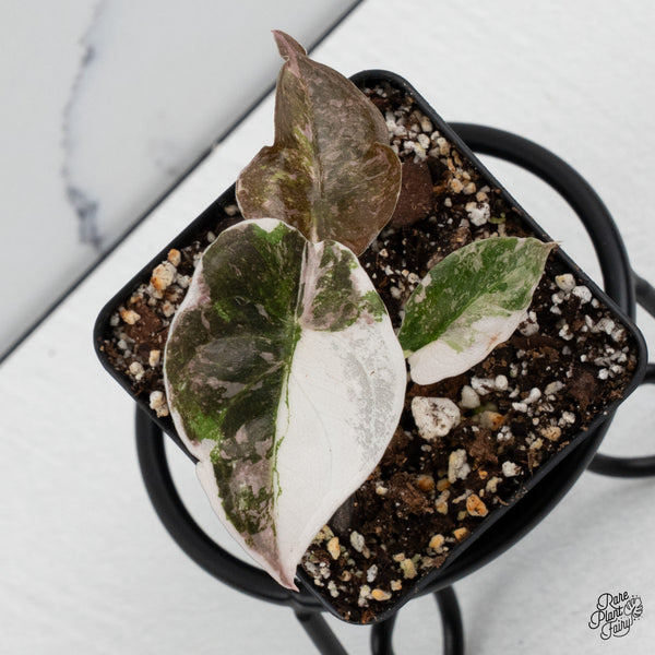 Alocasia 'Cuprea' Albo/Pink Variegated *Grower's Choice* – Rare