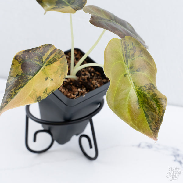 Alocasia Cuprea Gold/Aurea/Caramel Latte Variegated (wk10-US)
