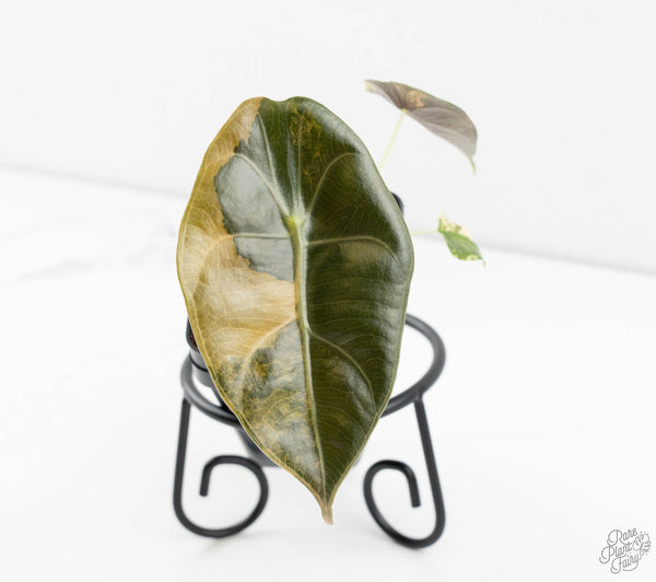 Alocasia Cuprea Gold/Aurea/Caramel Latte Variegated (wk11-UE)