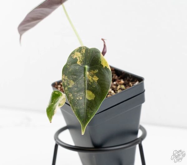 Alocasia Cuprea Gold/Aurea/Caramel Latte Variegated (wk11-UE)