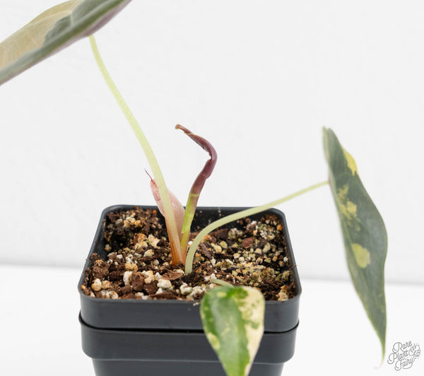 Alocasia Cuprea Gold/Aurea/Caramel Latte Variegated (wk11-UE)