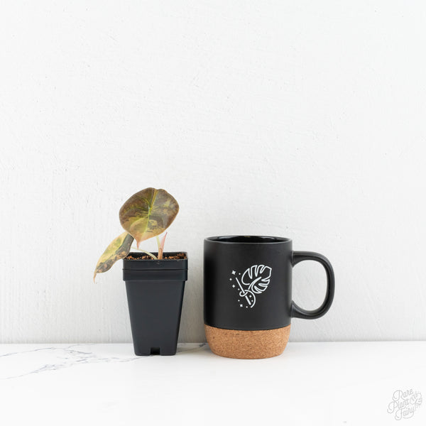 Alocasia Cuprea Gold/Aurea/Caramel Latte Variegated (wk9-UC)