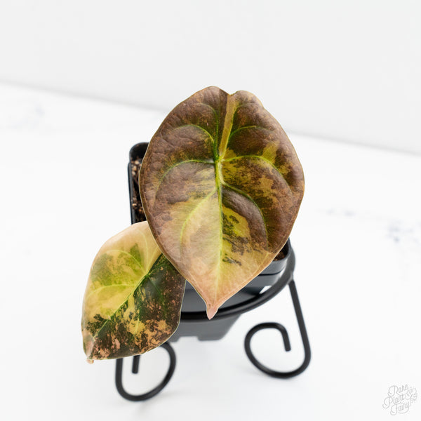 Alocasia Cuprea Gold/Aurea/Caramel Latte Variegated (wk9-UC)