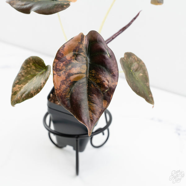 Alocasia Cuprea Gold/Aurea/Caramel Latte Variegated (wk9-UD)