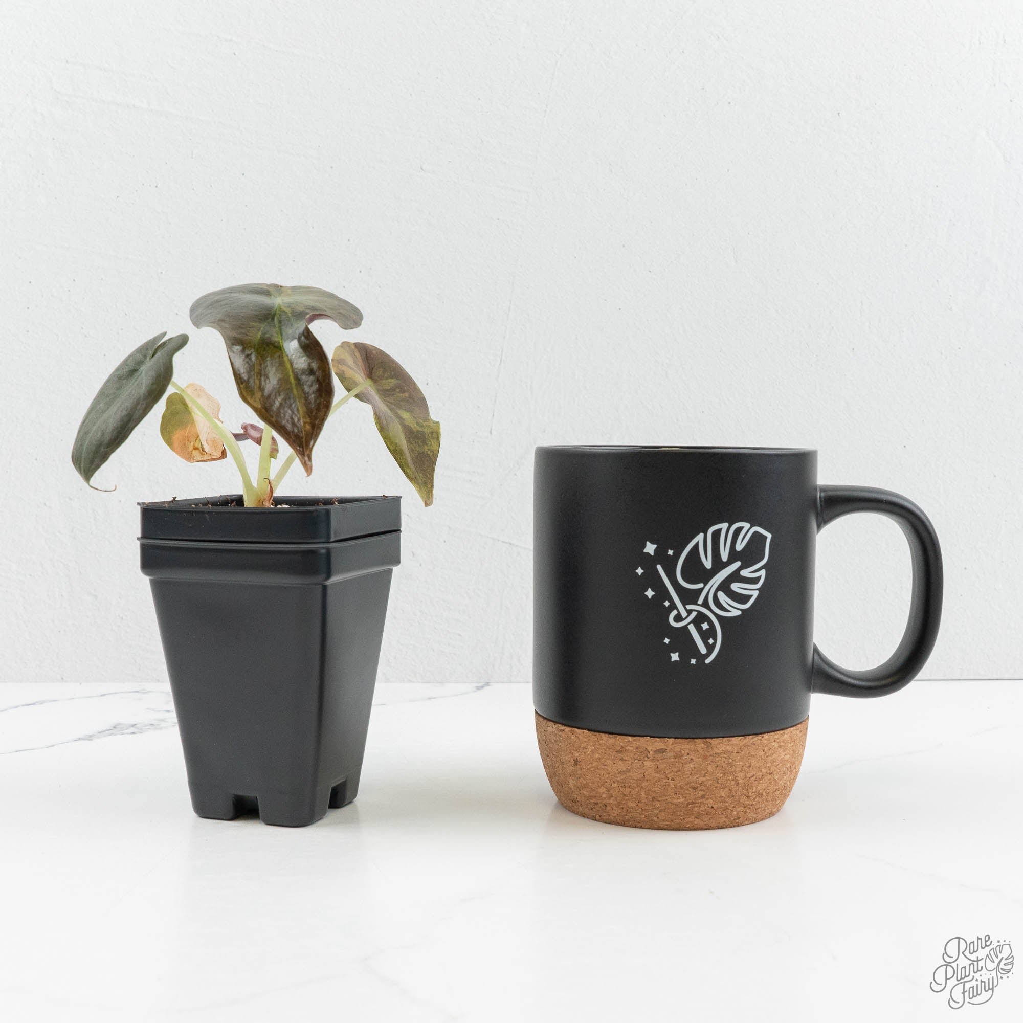 Alocasia Cuprea Gold/Aurea/Caramel Latte Variegated (wk15-Q