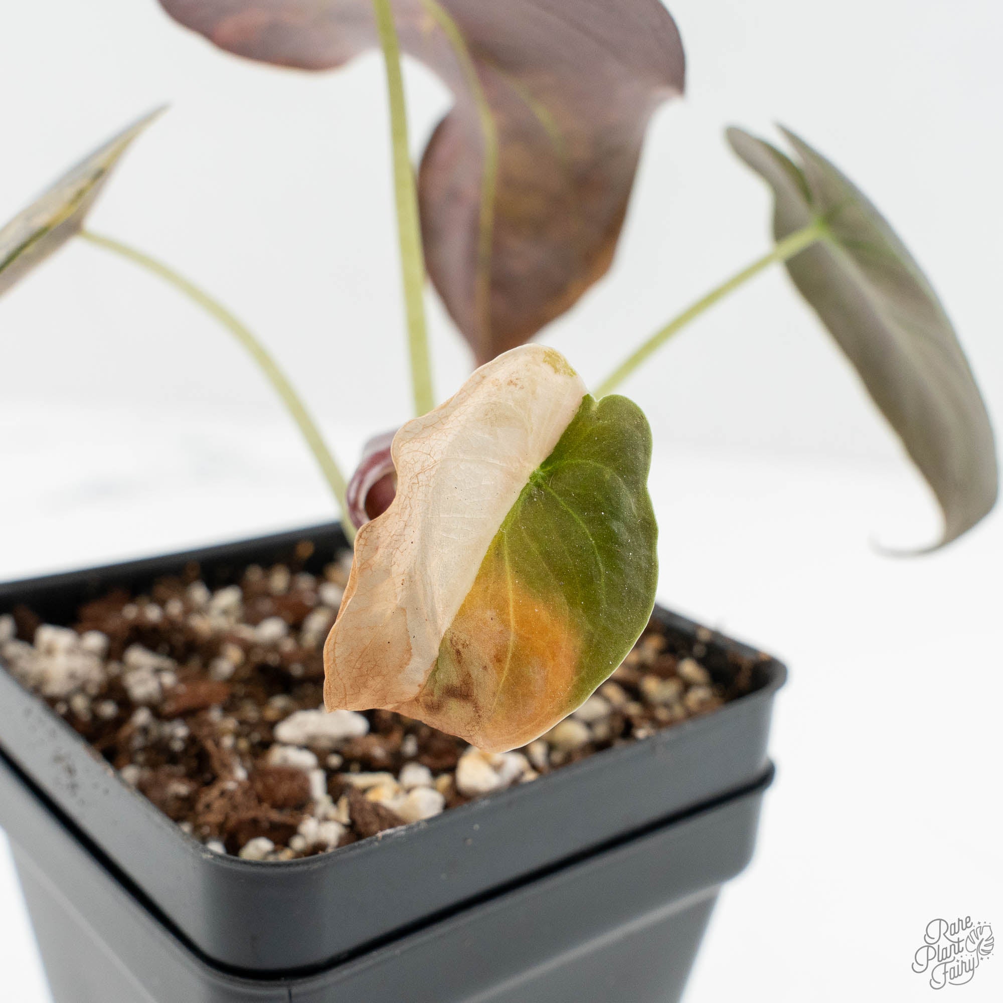 Alocasia Cuprea Gold/Aurea/Caramel Latte Variegated (wk15-Q