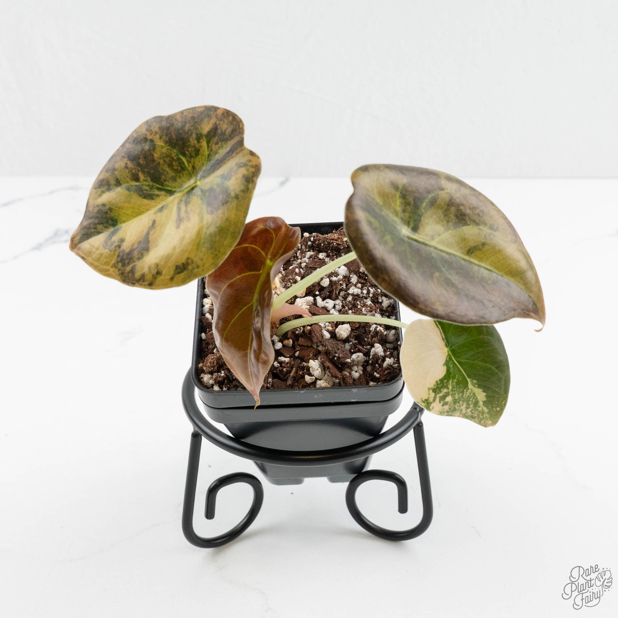 Alocasia Cuprea Gold/Aurea/Caramel Latte Variegated (wk15-R