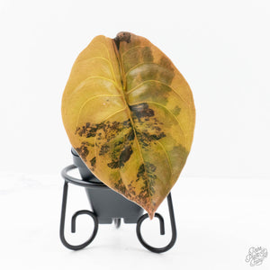 Alocasia Cuprea Gold/Aurea/Caramel Latte Variegated (wk20-R)