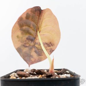 Alocasia Cuprea Gold/Aurea/Caramel Latte Variegated (wk20-R)