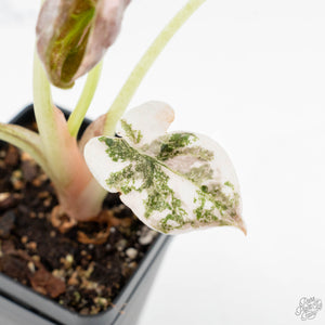 Alocasia 'Cuprea' Pink/Albo Variegated (wk19-L)