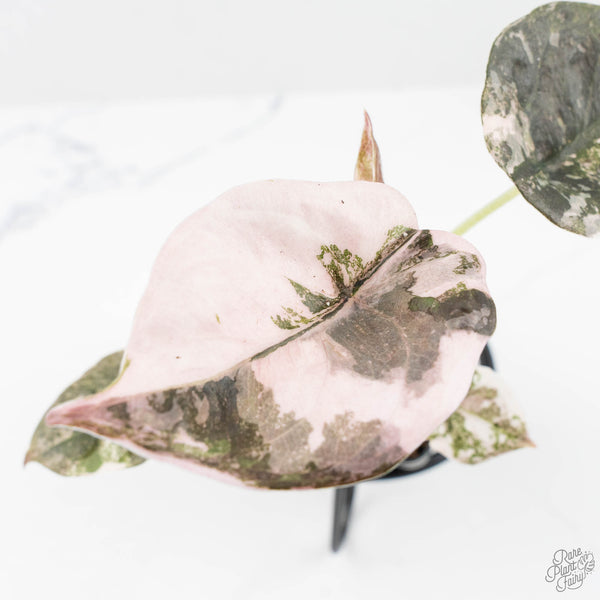 Alocasia 'Cuprea' Pink/Albo Variegated (wk19-L) – Rare Plant Fairy