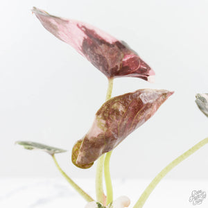 Alocasia 'Cuprea' Pink/Albo Variegated (wk19-L)