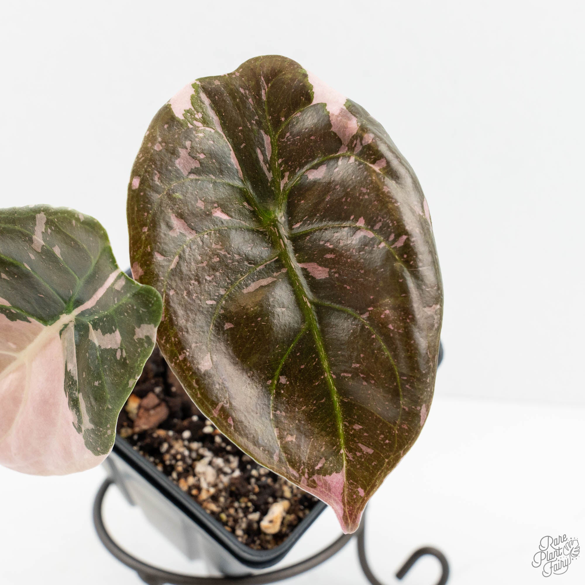 Alocasia 'Cuprea' True Pink Variegated *Corm Grown* (wk18-UP