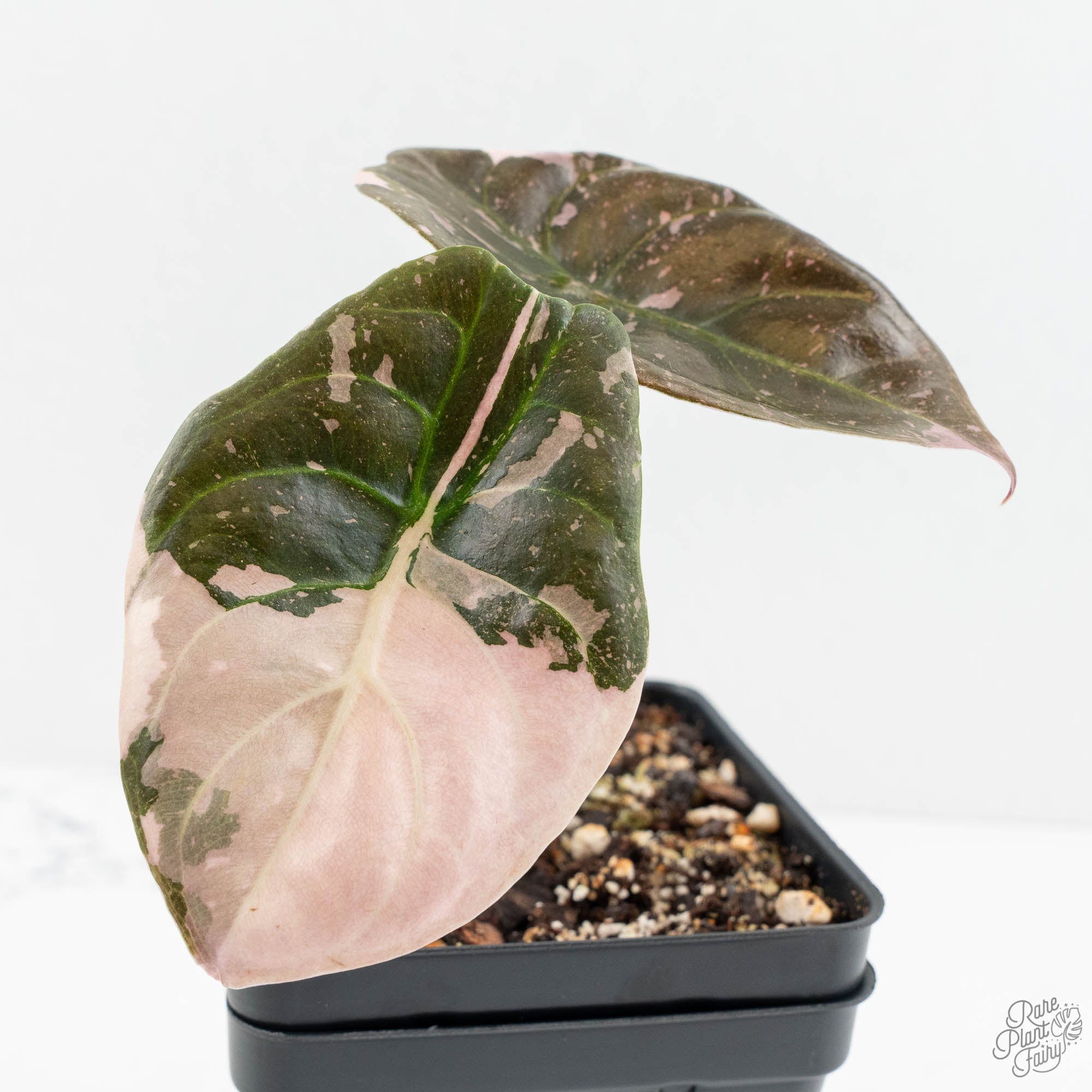 その他観葉植物 Alocasia Cuprea True Pink Alocasia 'Cuprea' True Pink Variegated *Corm Grown* (wk18-UP