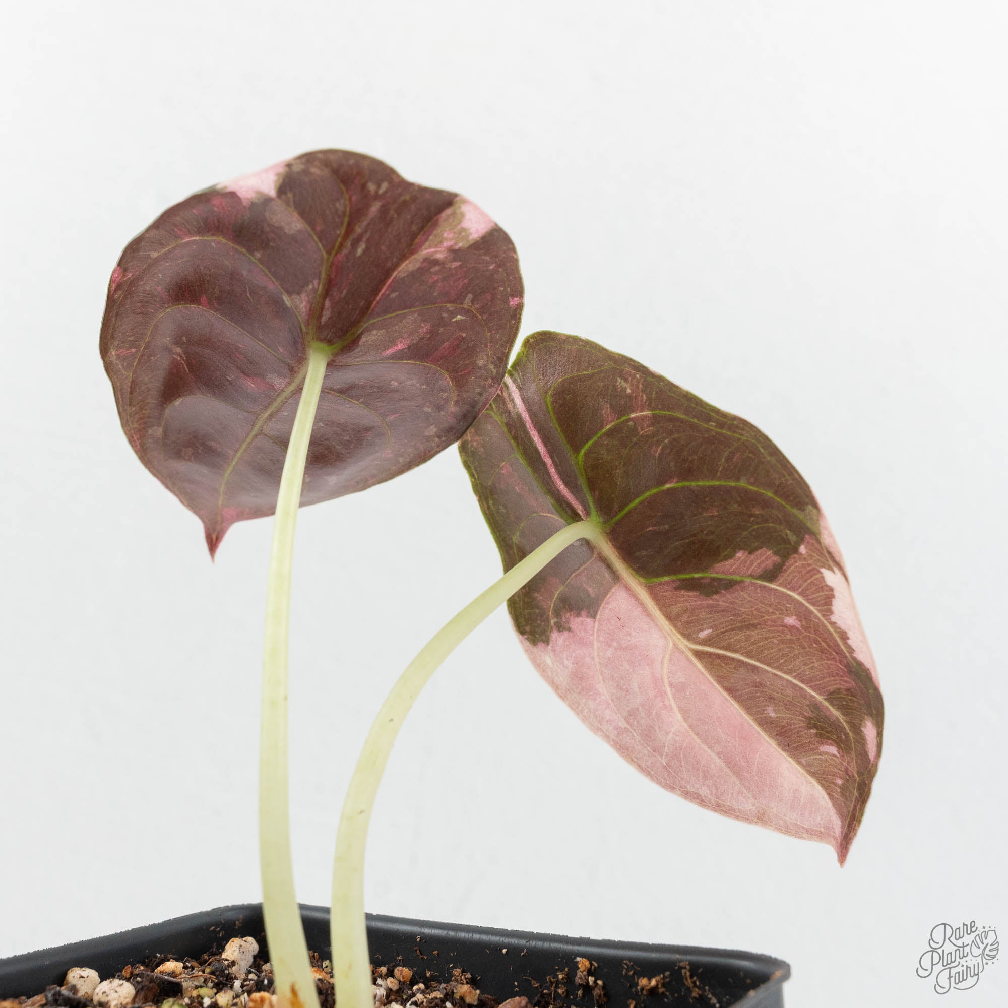 Alocasia 'Cuprea' True Pink Variegated *Corm Grown* (wk18-UP