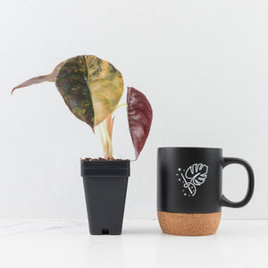 Alocasia Cuprea Gold/Aurea/Caramel Latte Variegated (wk31-B)