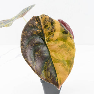 Alocasia Cuprea Gold/Aurea/Caramel Latte Variegated (wk31-B)