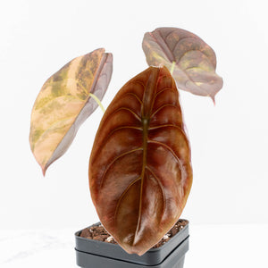 Alocasia Cuprea Gold/Aurea/Caramel Latte Variegated (wk31-B)