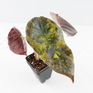 Alocasia Cuprea Gold/Aurea/Caramel Latte Variegated (wk31-B)