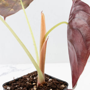 Alocasia Cuprea Gold/Aurea/Caramel Latte Variegated (wk31-B)