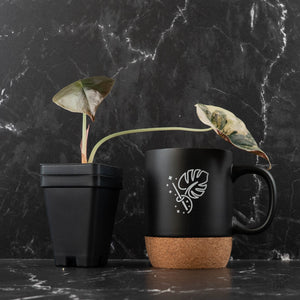 Alocasia Cuprea Gold/Aurea/Caramel Latte Variegated (wk41-L342)