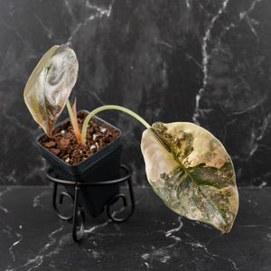 Alocasia Cuprea Gold/Aurea/Caramel Latte Variegated (wk41-L342)