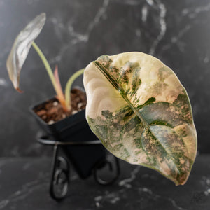 Alocasia Cuprea Gold/Aurea/Caramel Latte Variegated (wk41-L342)