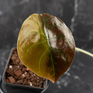 Alocasia Cuprea Gold/Aurea/Caramel Latte Variegated (wk41-L342)